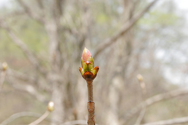 トチノキの芽吹き　画像　高木樹　芽吹きの森　無料写真素材 フリー