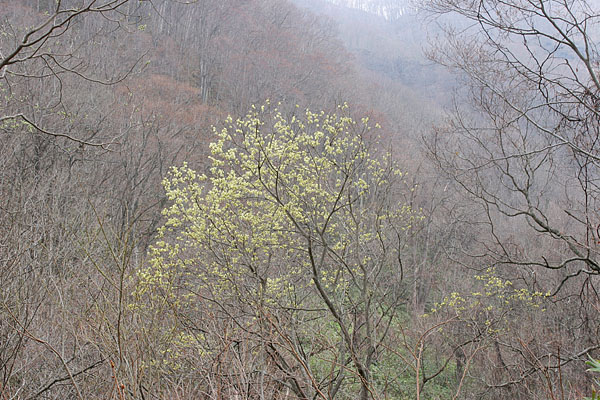 春の芽吹き前の山肌とバッコヤナギの花　無料写真素材フリー　画像10