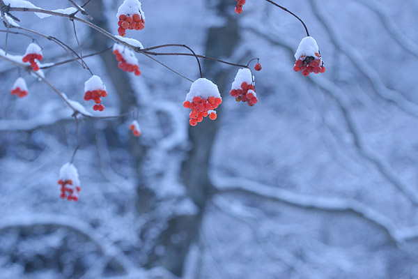 雪をかぶった赤い木の実 冬の森林 カンボク 画像 無料写真素材フリー