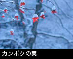 冬 雪 赤い実のなる木 カンボク、冬の俳句 作品 無料写真素材