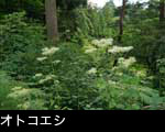  秋の山野草 オトコエシの 花 画像 無料写真素材