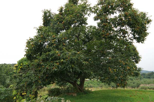 クリの大木 果実期 画像2 無料写真素材