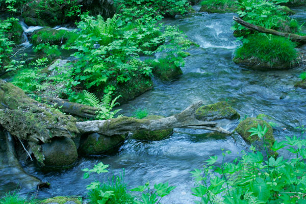 水面 清流 穏やかな水の流れイメージ 倒木 水辺の植物 画像5 無料写真素材 