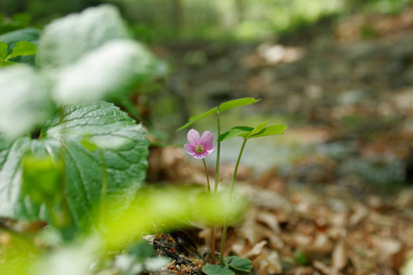 ヒョウノセンカタバミ 山野草 森林 ピンクの小さな草花 フリー写真素材　画像1