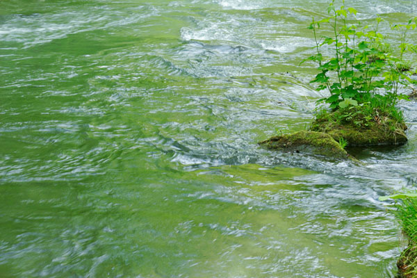 水面 緑色 水辺の植物 渓流 画像 無料写真素材 フリー