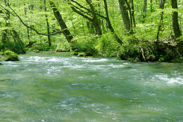 水面 新緑の森林と清流 萌黄色の川縁 渓流 爽やか 画像2 無料写真素材 フリー
