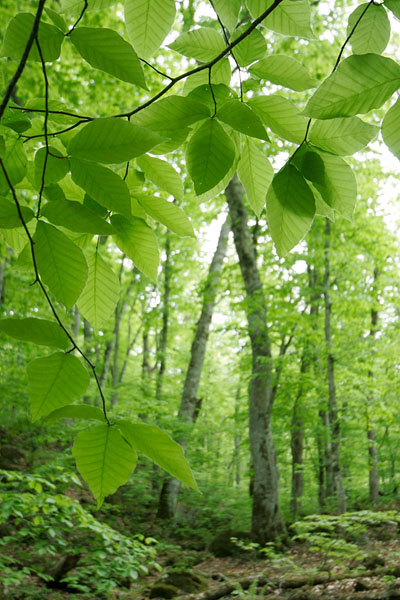 ブナの若葉とブナの森林　縦　無料写真素材　画像2