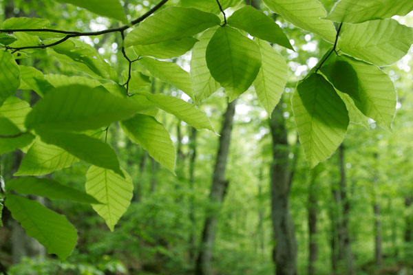 ブナの若葉とブナの森林　フリー写真素材　画像3
