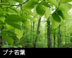 ブナの若葉と森林の木立 フリー写真素材