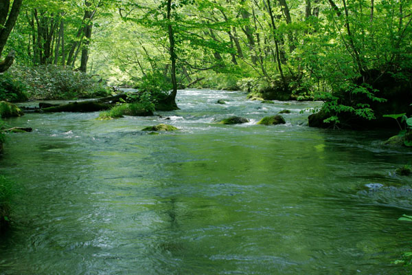 奥入瀬渓流 画像 1 清流 穏やかな流れ 緑うつす川面 フリー写真素材