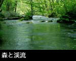 新緑の森と清流 緑の川面　新緑を映す川面 無料写真素材