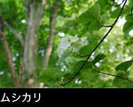 ブナ林咲く初夏の山野草（樹木）「ムシカリ」「オオカメノキ」フリー写真素材