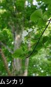 ブナ林で咲くオオカメノキの花 ムシカリの花 画像 写真