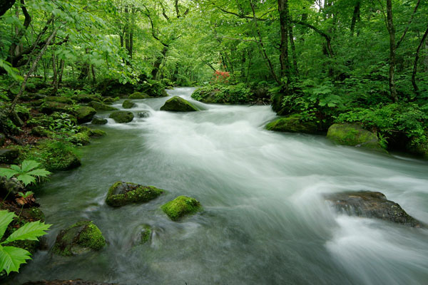 奥入瀬渓流 画像 2 清流 涼やかな流れ 新緑 青森県 無料写真素材  
