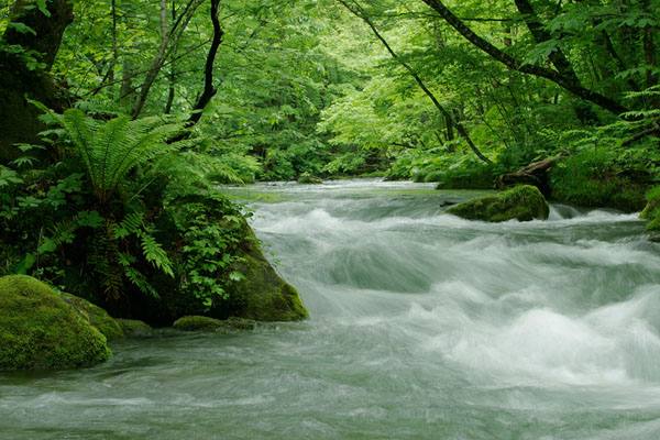 奥入瀬渓流 画像 5 きれいな水の流れ 新緑の水辺の植物 シダ 無料写真素材