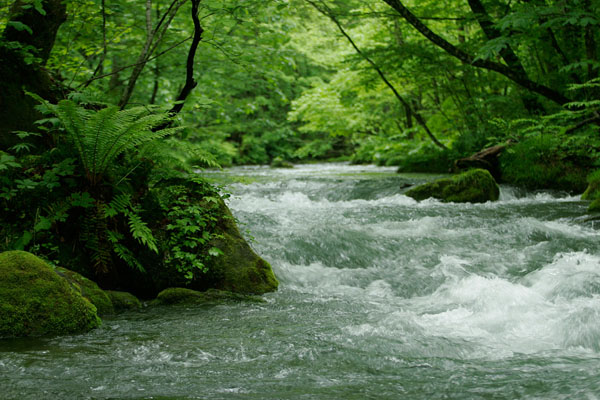 奥入瀬渓流 画像 6 涼しげな水の流れ 新緑の森 フリー写真素材