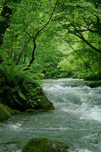 奥入瀬渓流 画像 7 清らかな水の流れ 新緑の森 縦 無料写真素材 
