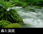 無料写真素材 ストックフォト「新緑の奥入瀬渓流」