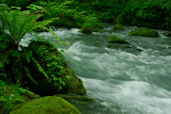 奥入瀬渓流 画像3 清流と水辺の植物 涼しげな川の流れ フリー写真素材