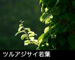 無料写真素材 ストックフォト 若葉の森林 ツルアジサイ若葉
