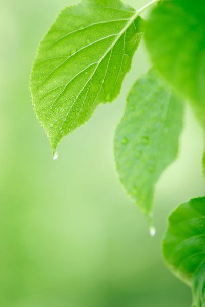 若葉 爽やかな緑 クローズアップ 水滴 縦 画像5 無料写真素材フリー