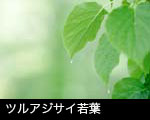 無料写真素材 若葉と水滴 若葉のアップ 画像