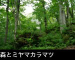 夏の森に咲く山野草「ミヤマカラマツ」無料写真素材