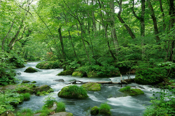 奥入瀬渓流 画像5 新緑の森林の中を流れる川 フリー写真素材