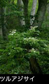 夏 森林に咲く花 ツルアジサイ