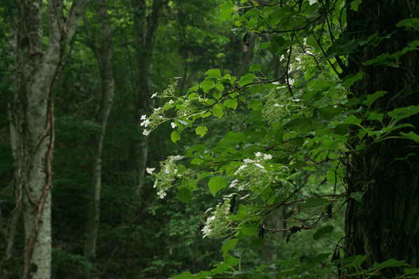 夏の森林イメージ 壁紙 朝 木に絡み付く白い花 ツルアジサイ 無料写真素材 画像4