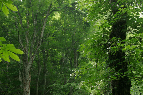 森の花 朝 ツルアジサイ 壁紙 フリー写真素材 画像6 花ざかりの森