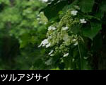 ツルアジサイの花 俳句、季語は夏 フリー写真素材