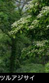森林の木に咲く花「ツルアジサイ」フリー写真素材