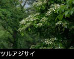 夏森林に咲く花ツルアジサイ画像
