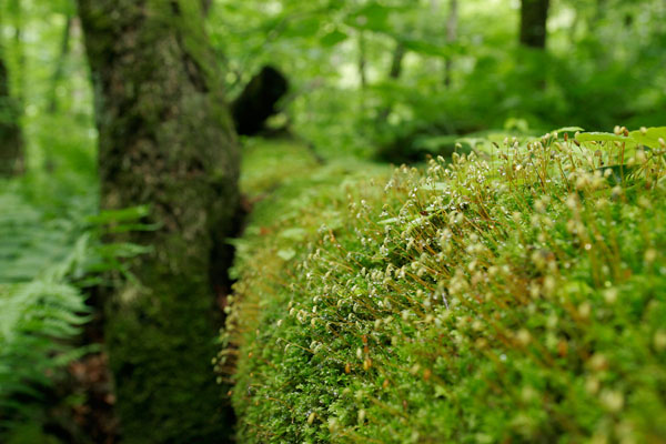 苔と苔の花 倒木 ブナの木 林内 画像4 フリー写真素材