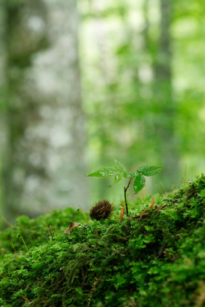 森林の発芽 苔 画像1 縦 フリー写真素材 無料