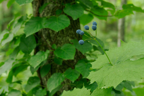 サンカヨウの果実 森 山の植物 ぶどう色の実 茎の上 無料写真素材 フリー 画像