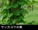「サンカヨウの実」山野の実 草の実 無料写真素材 フリー