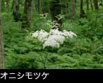 山野草 ヤマアジサイ咲くブナの森 フリー写真素材