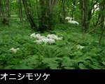大木の森 オニシモツケ 白い花 無料写真素材