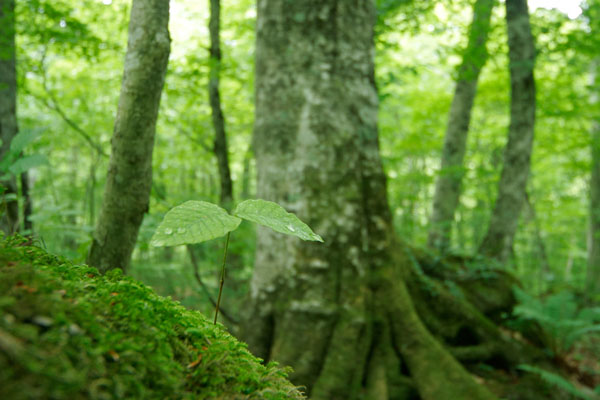 ブナの発芽 巨木 森林の芽吹き 画像2 無料写真素材 フリー