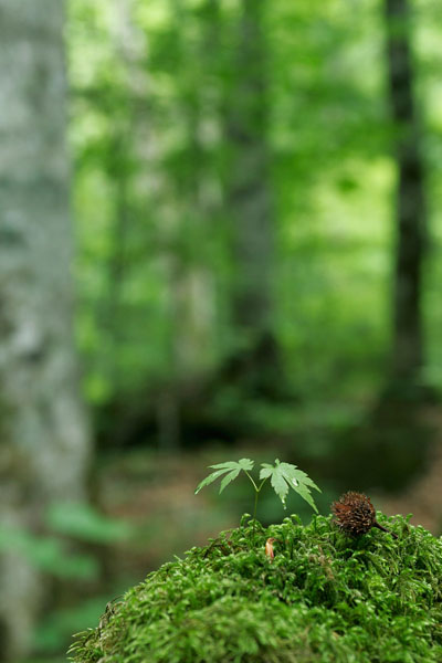 カエデの発芽 森林 芽吹き 画像4 フリー写真素材 