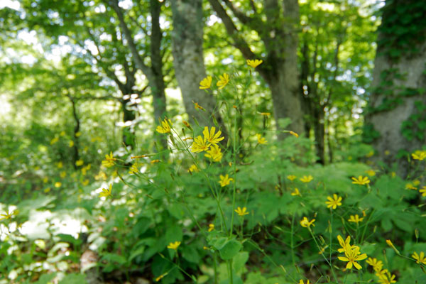 「ハナニガナ」 夏の高原に咲く黄色い花　無料写真素材 フリー