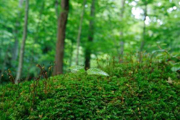 ブナの発芽 林内 幼木 画像5 フリー写真素材 