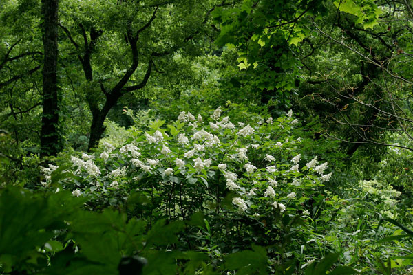 ノリウツギ 花 山地 低木7月8月9月 円錐状に白い花 無料写真素材 画像1
