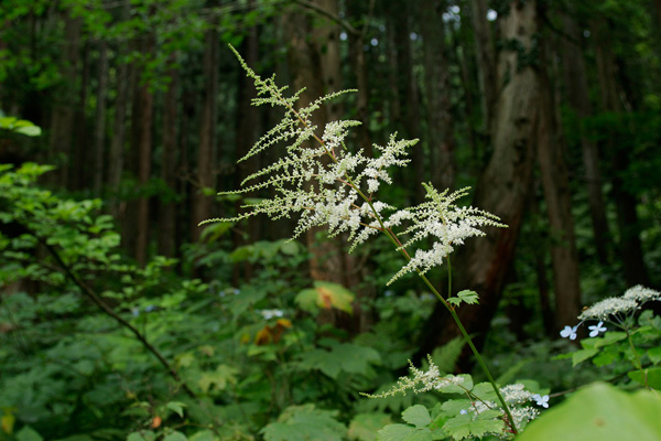 トリアシショウマ 山地森林6月7月 円錐花序 白い5ミリ程の花密つける フリー素材 画像1 花ざかりの森