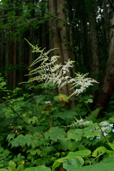 夏 森林に咲く白い花 トリアシショウマ 無料写真素材