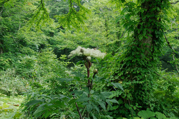 秋に山地 森林に咲く大型の植物 「エゾニュウ」の花 無料写真素材 画像1