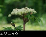 エゾニュウ花 画像 写真 フリー写真素材