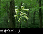 オオウバユリ 森林に咲く白い花 7月8月 フリー写真素材